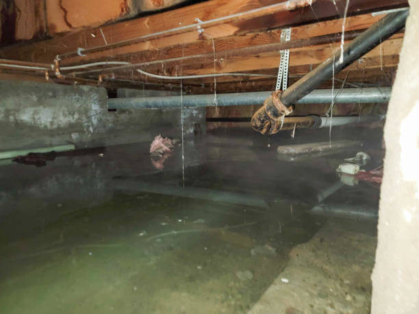 Best Mold removal after water damage  in Moyock, NC