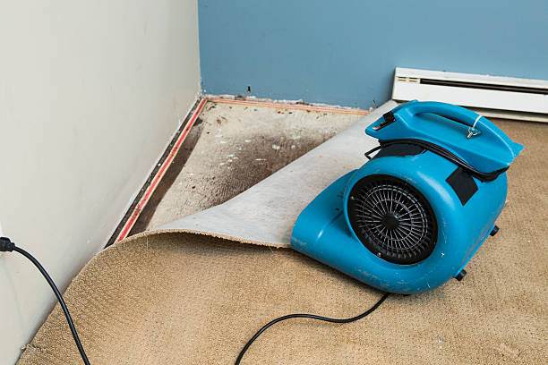Best Mold removal after water damage  in Moyock, NC